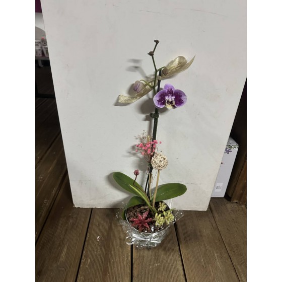 Composition orchidée mauve