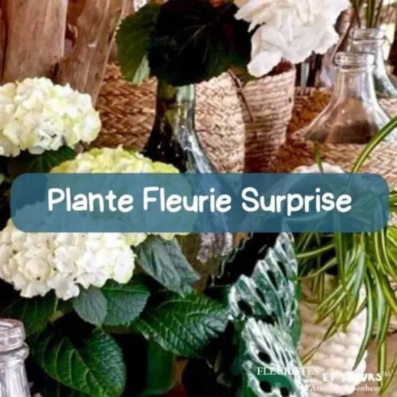 Plante fleurie surprise